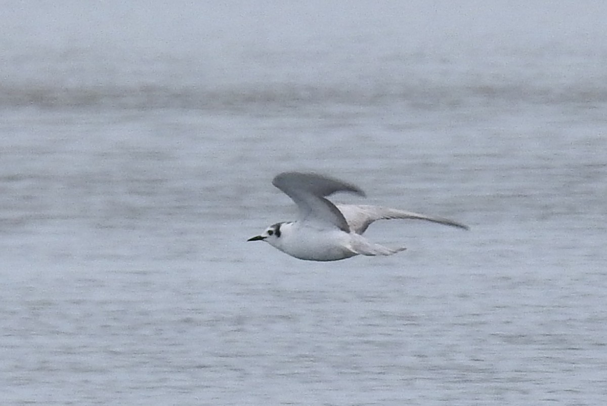 White-winged Tern - ML612006643