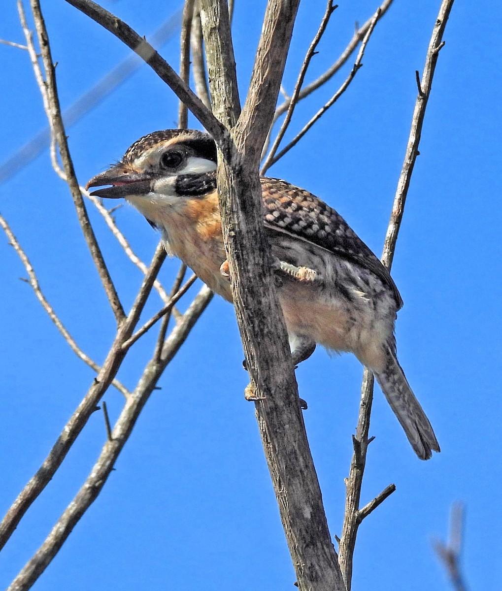 White-eared Puffbird - ML612006711