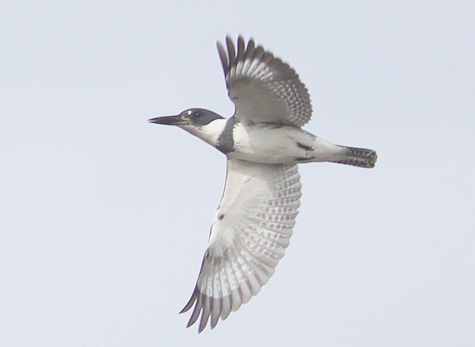 Belted Kingfisher - ML612006788