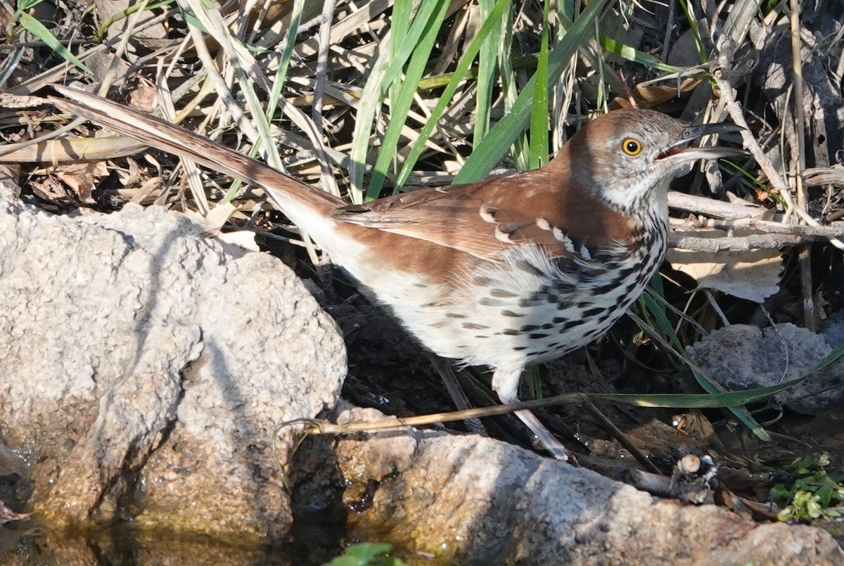 Brown Thrasher - ML612006797
