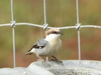 Brown-headed Nuthatch - ML612006806