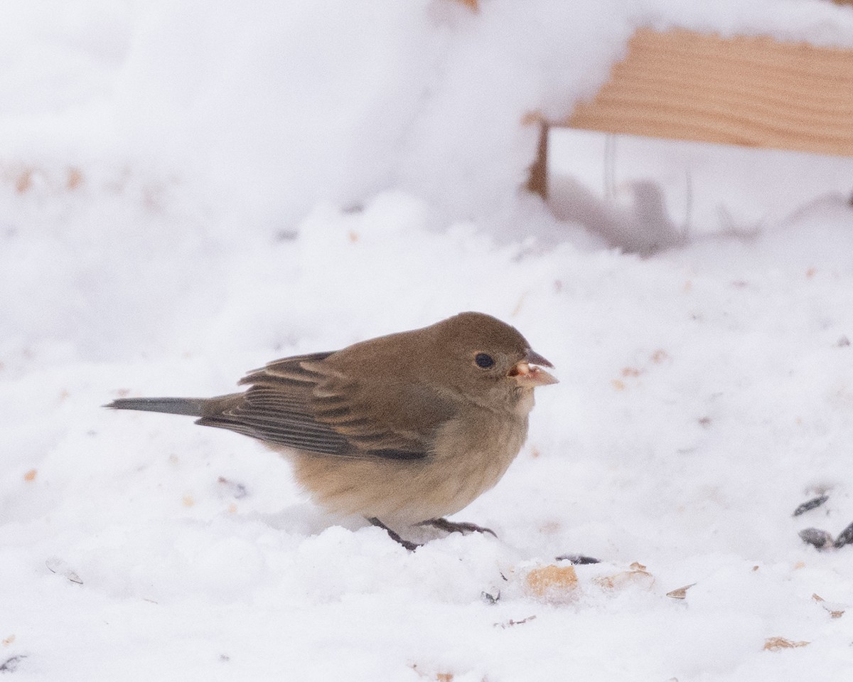 eBird Checklist 8 Dec 2023 OttawaShirley's Bay (Hilda Road