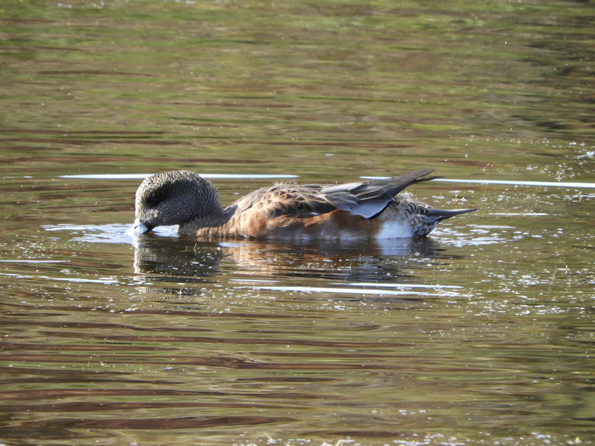 American Wigeon - ML612006936