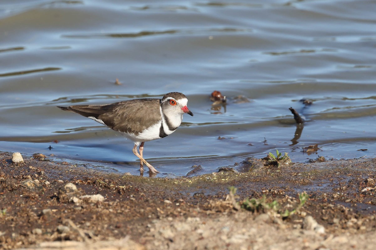 Three-banded Plover - ML612007223