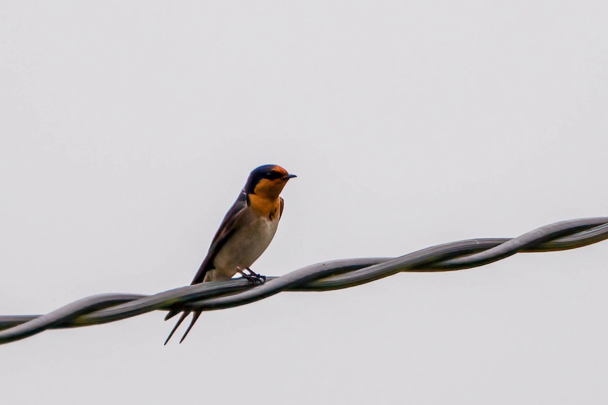 Welcome Swallow - ML612007687