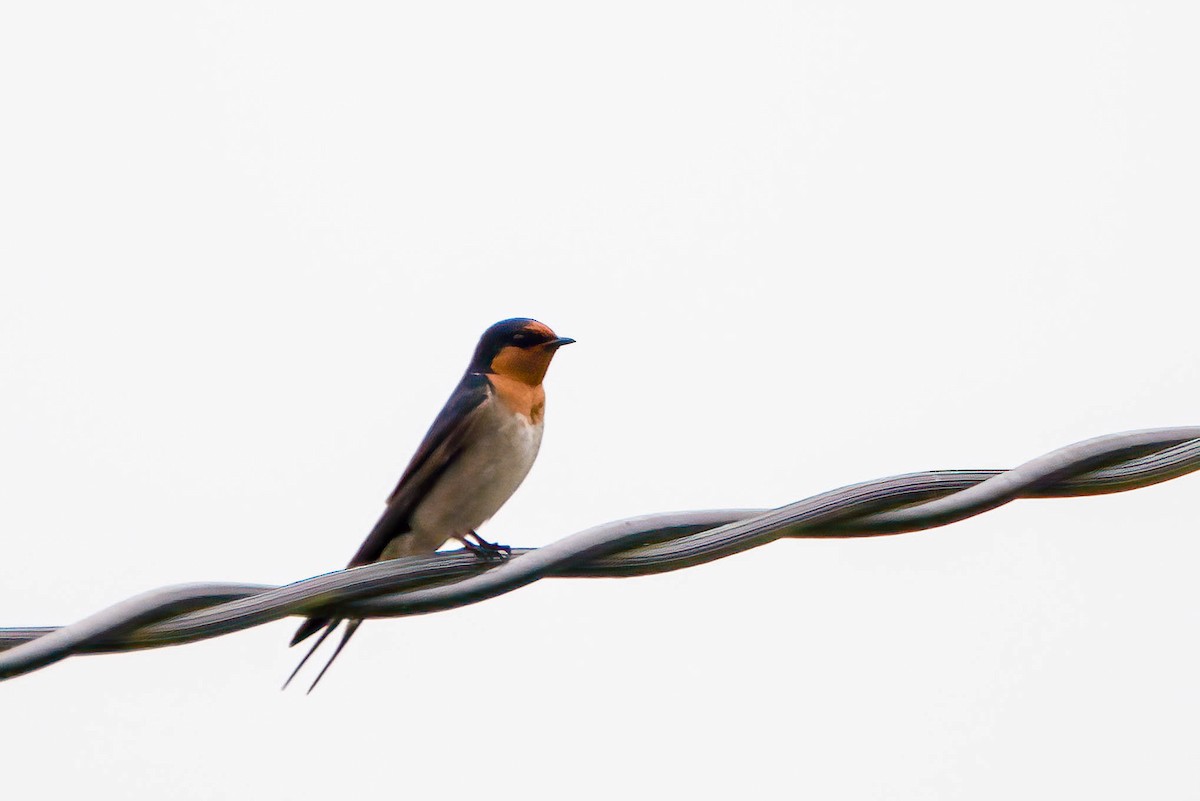 Welcome Swallow - ML612007689