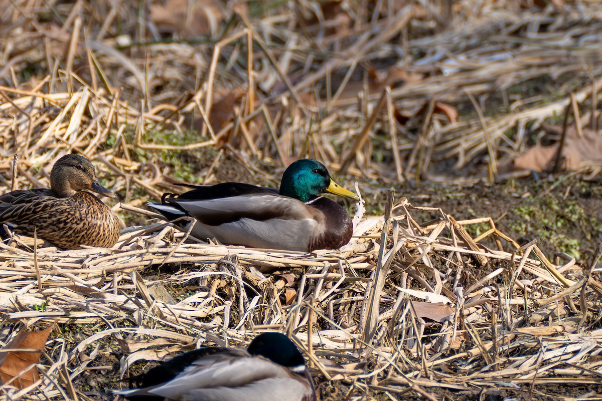 Stockente - ML612007834
