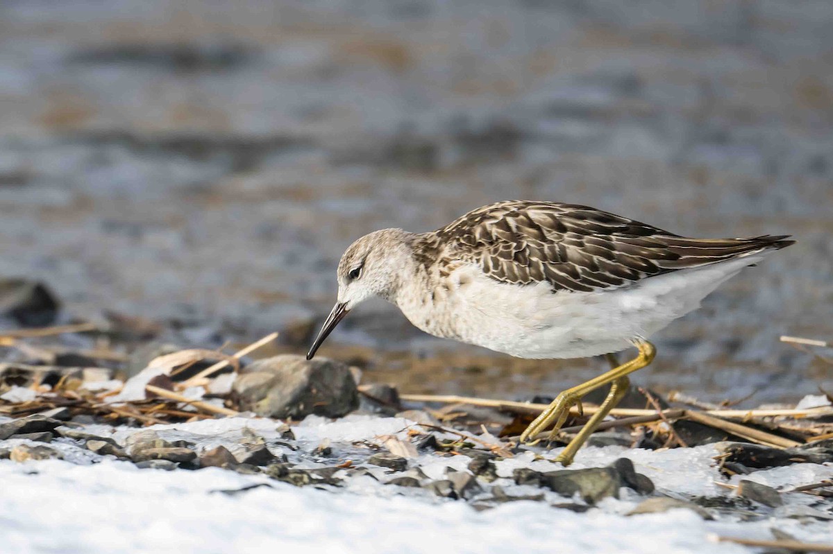Ruff - ML612007912