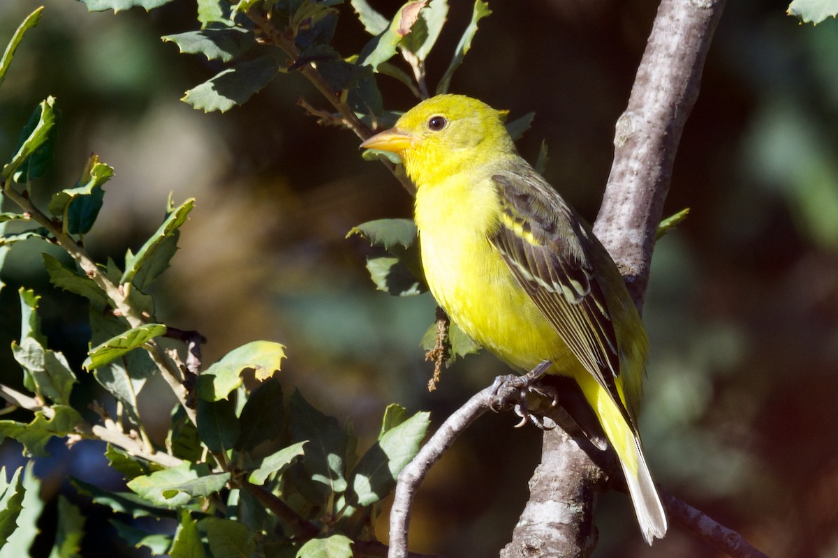 Western Tanager - George Gibbs