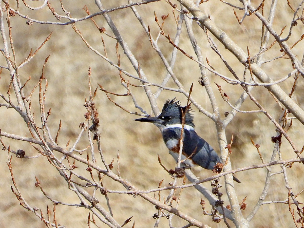 Belted Kingfisher - ML612008196