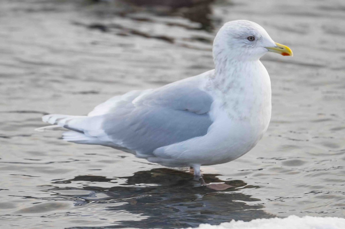 Iceland Gull - ML612008322