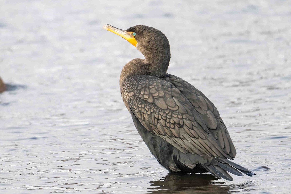 Double-crested Cormorant - ML612008497