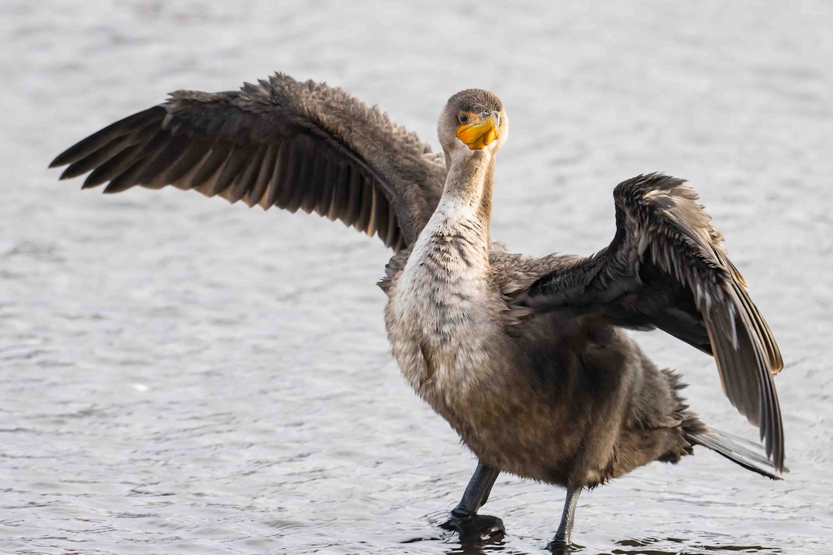Double-crested Cormorant - ML612008498