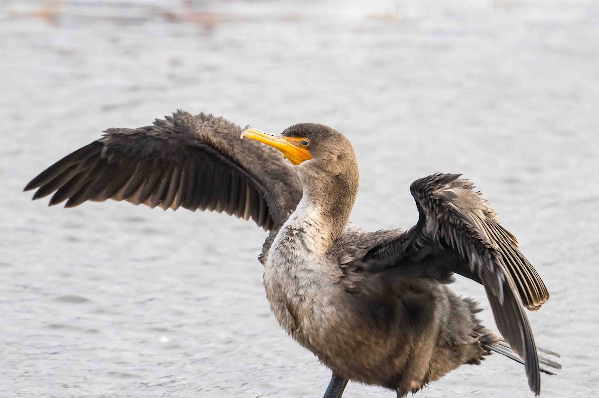 Double-crested Cormorant - ML612008500