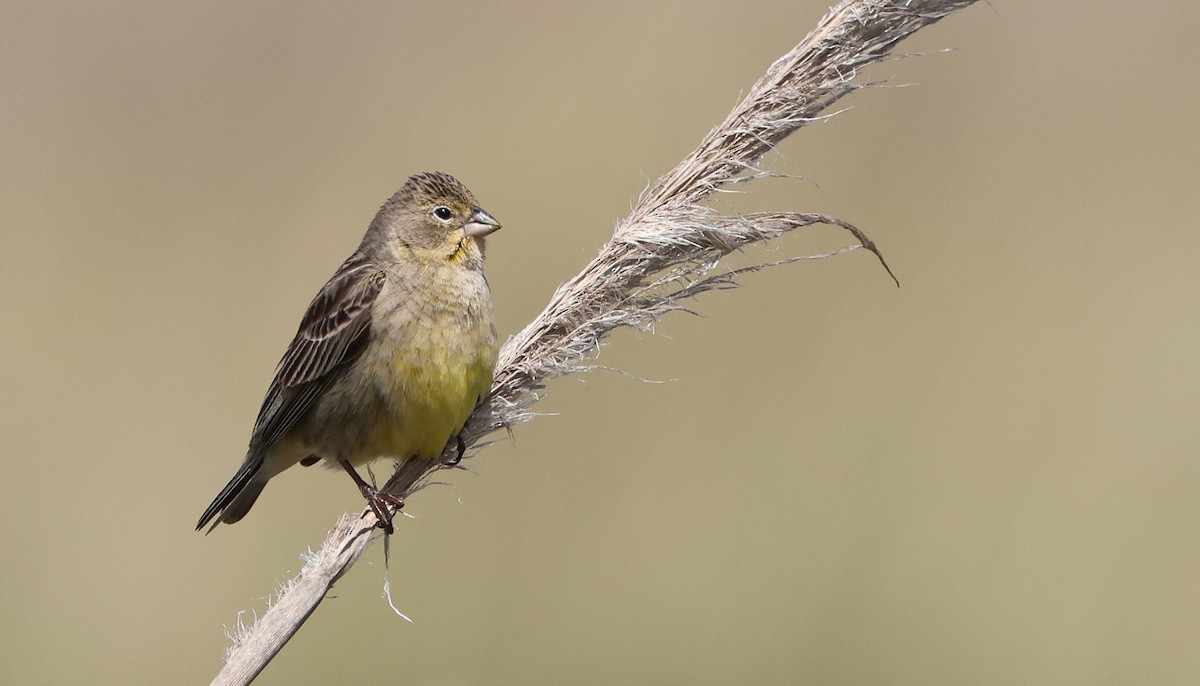 Grassland Yellow-Finch (Grassland) - Pavel Parkhaev
