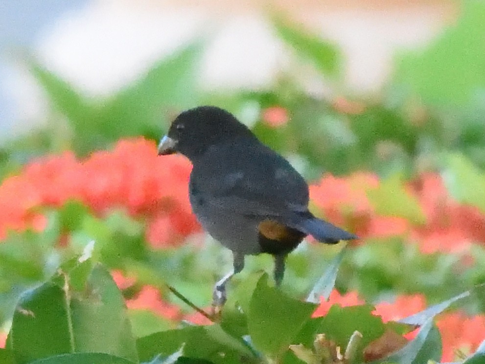 Lesser Antillean Bullfinch - Steven Albert