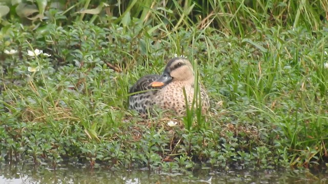 Indian Spot-billed Duck - ML612008701