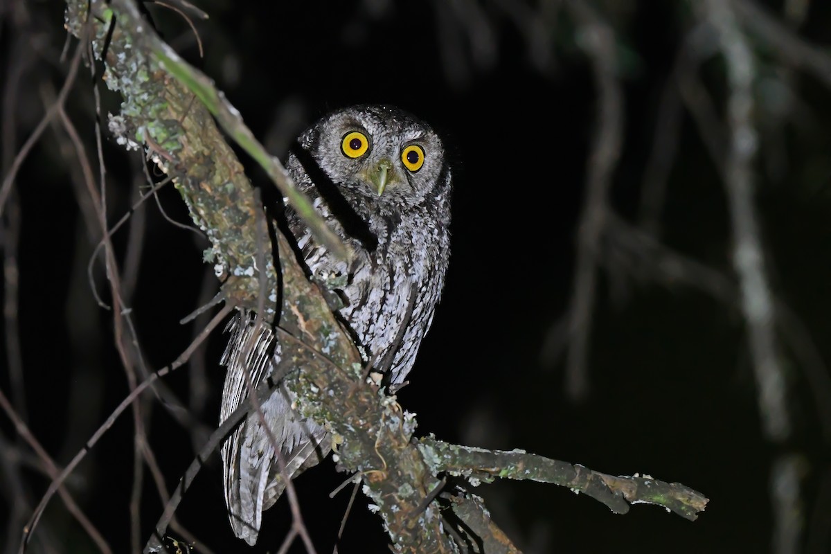 Koepcke's Screech-Owl (Apurimac) - ML612008765
