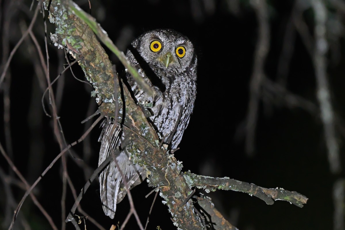 Koepcke's Screech-Owl (Apurimac) - ML612008766