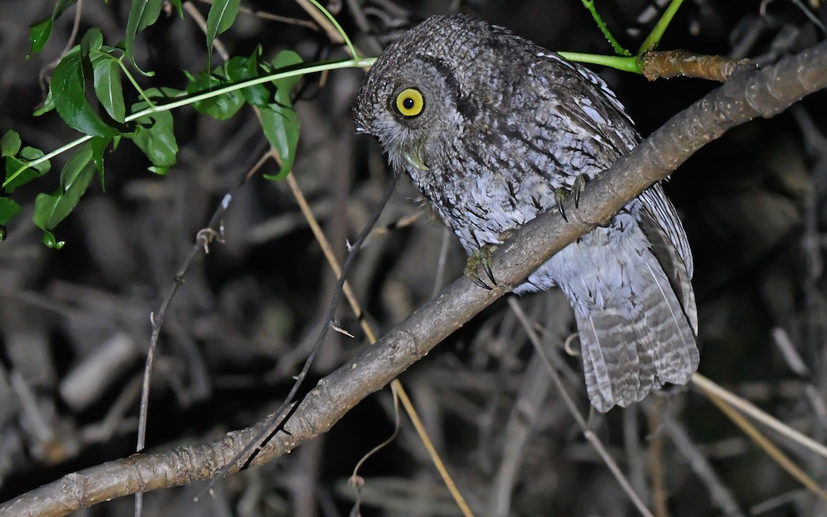 Koepcke's Screech-Owl (Apurimac) - ML612008767