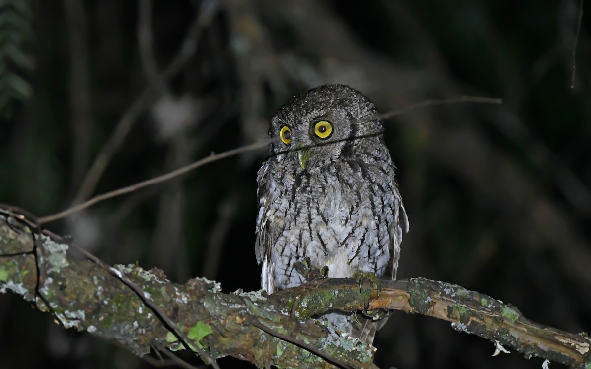 Koepcke's Screech-Owl (Apurimac) - ML612008769