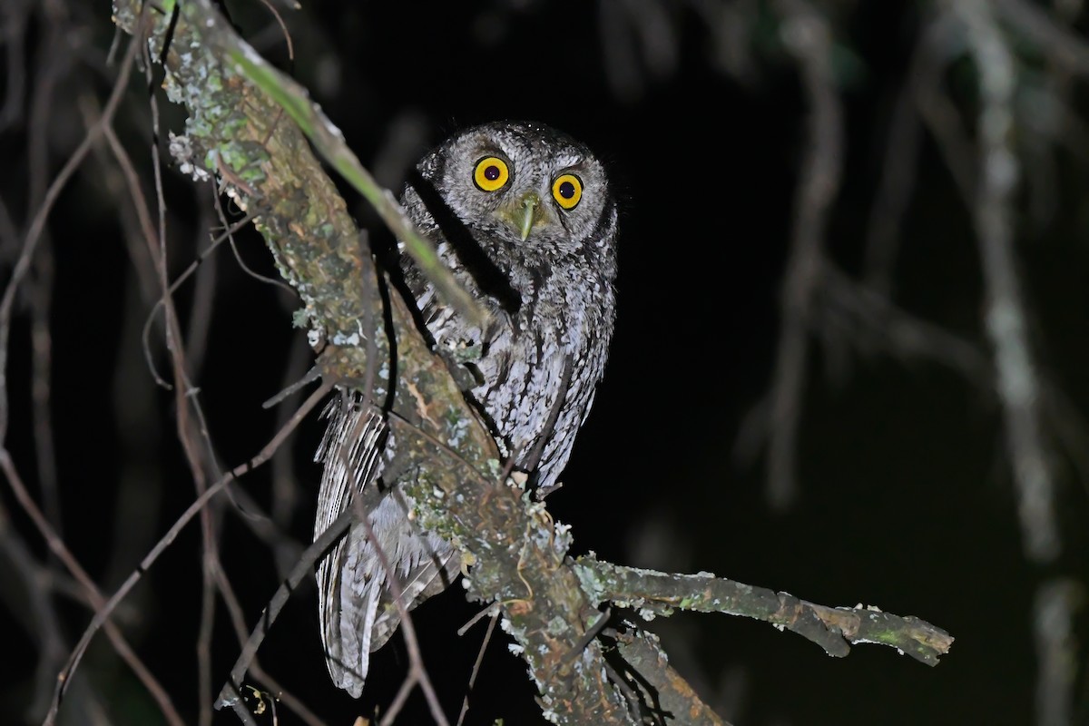 Koepcke's Screech-Owl (Apurimac) - ML612008771