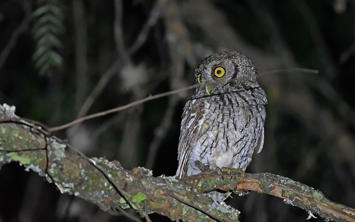 Koepcke's Screech-Owl (Apurimac) - ML612008772
