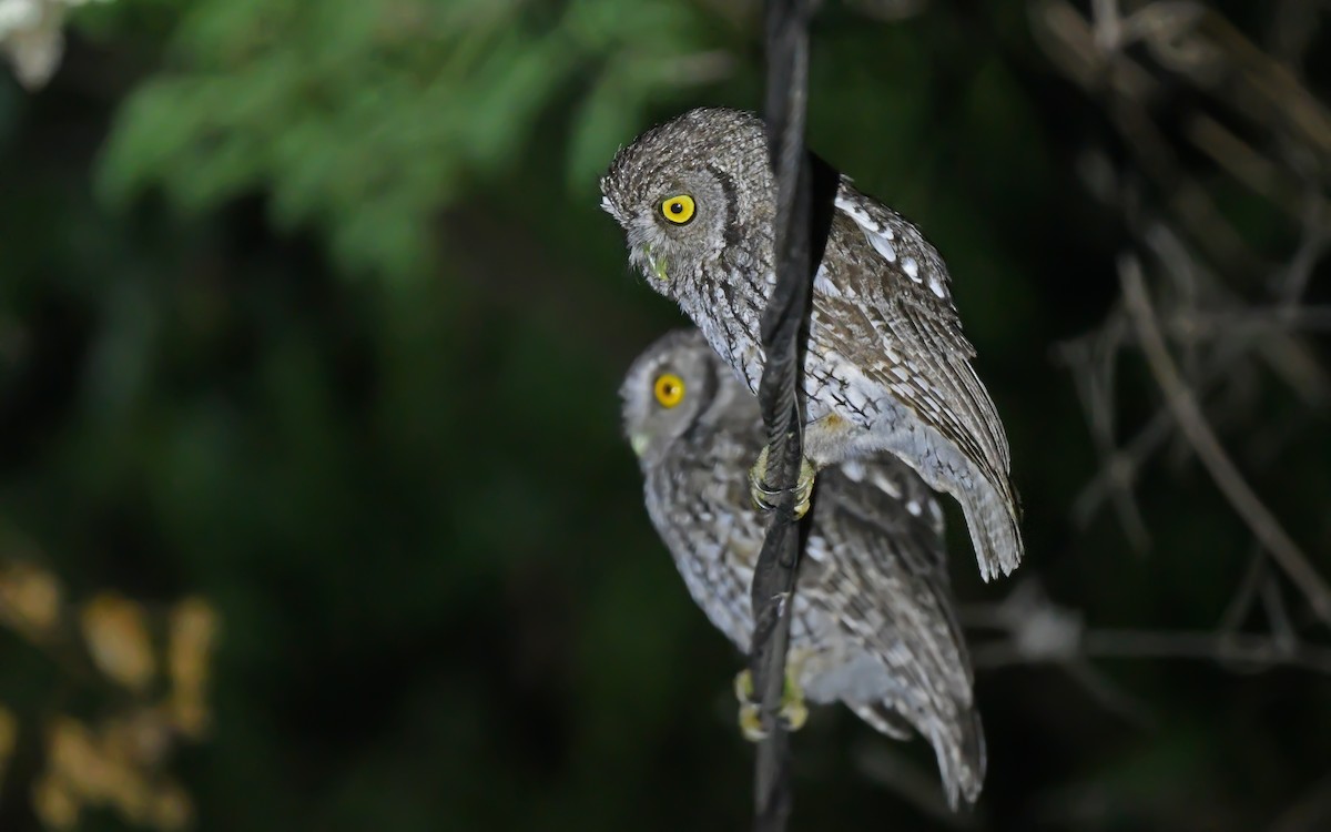 Koepcke's Screech-Owl (Apurimac) - ML612008775