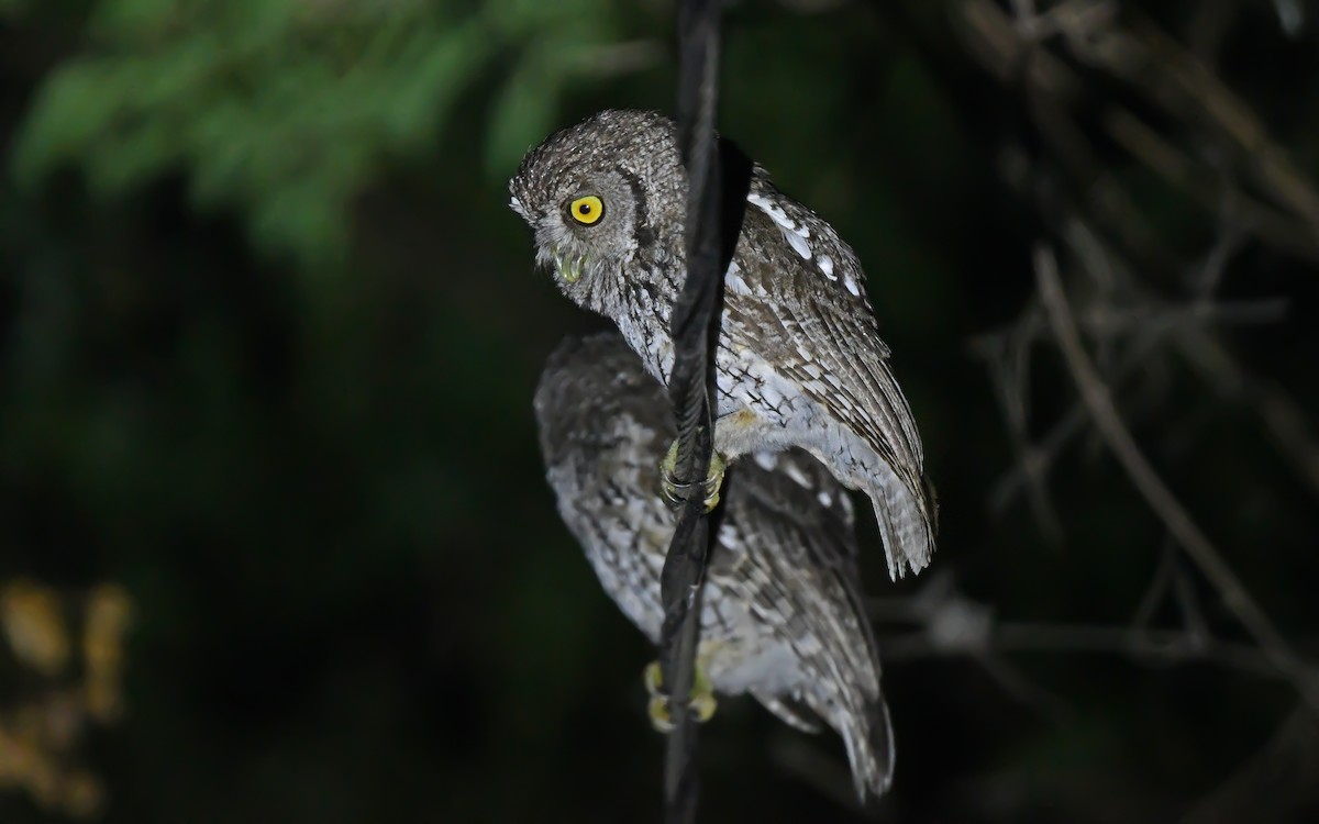 Koepcke's Screech-Owl (Apurimac) - ML612008776