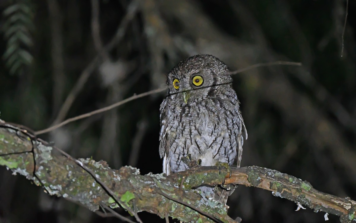 Koepcke's Screech-Owl (Apurimac) - ML612008778