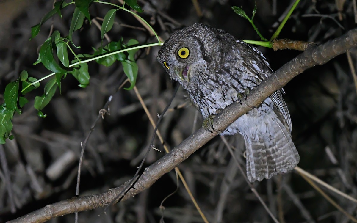 Koepcke's Screech-Owl (Apurimac) - ML612008780