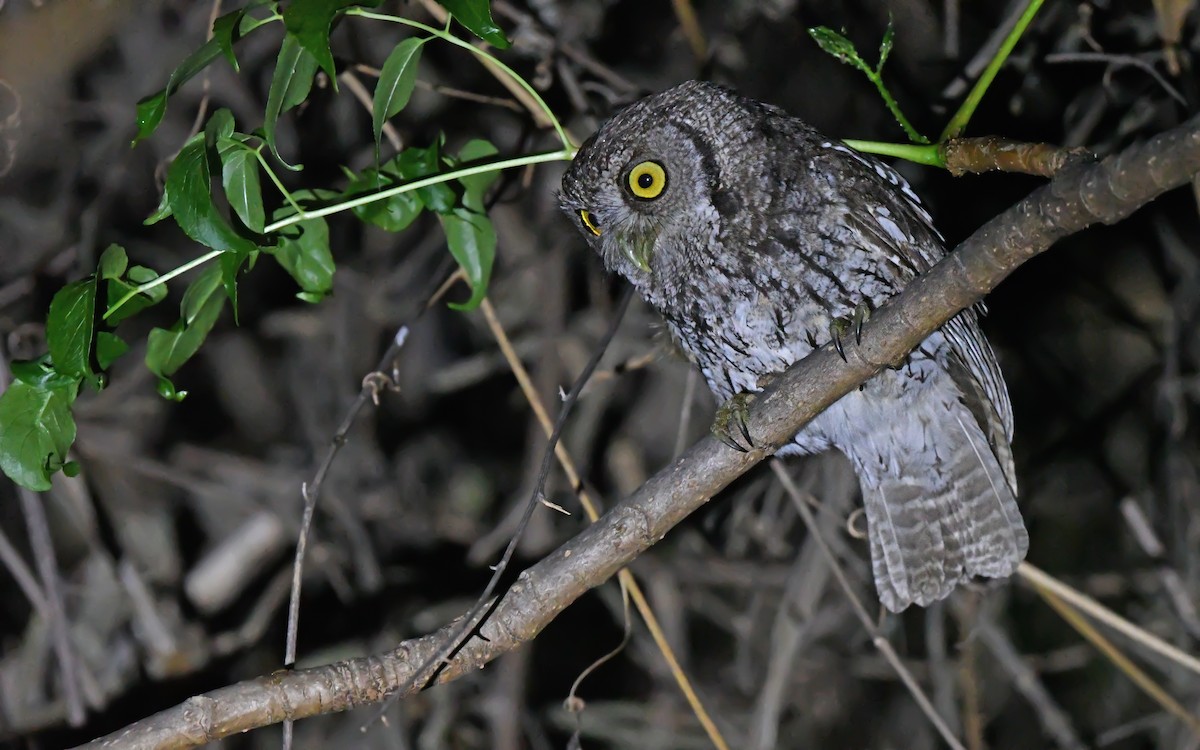 Koepcke's Screech-Owl (Apurimac) - ML612008781