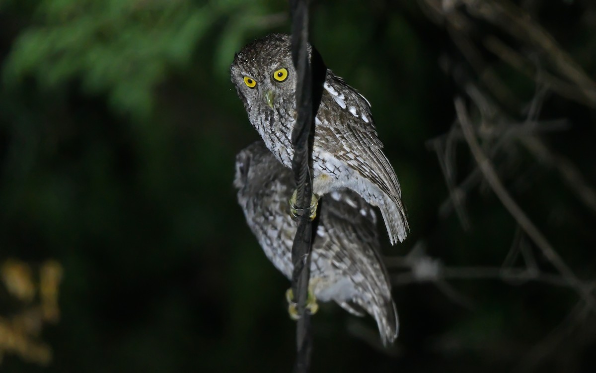 Koepcke's Screech-Owl (Apurimac) - ML612008782