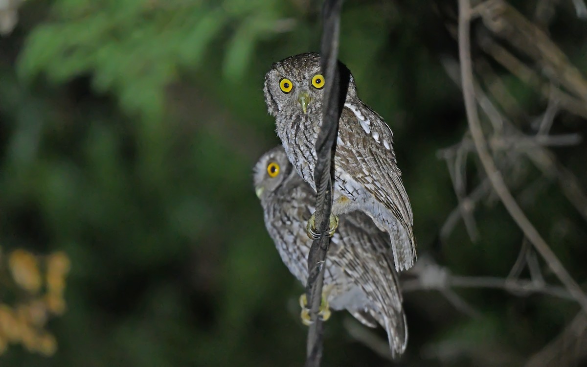 Koepcke's Screech-Owl (Apurimac) - ML612008783