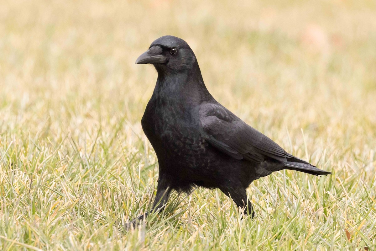 eBird Checklist 8 Dec 2023 Southside Oakdale campus 10 species