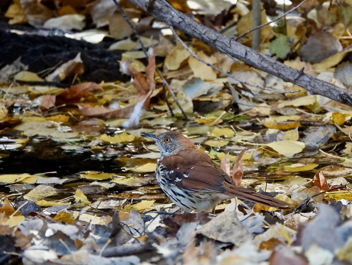 Brown Thrasher - ML612009749