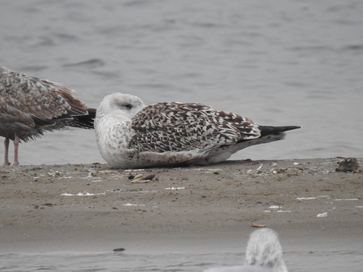 Great Black-backed Gull - ML612010075