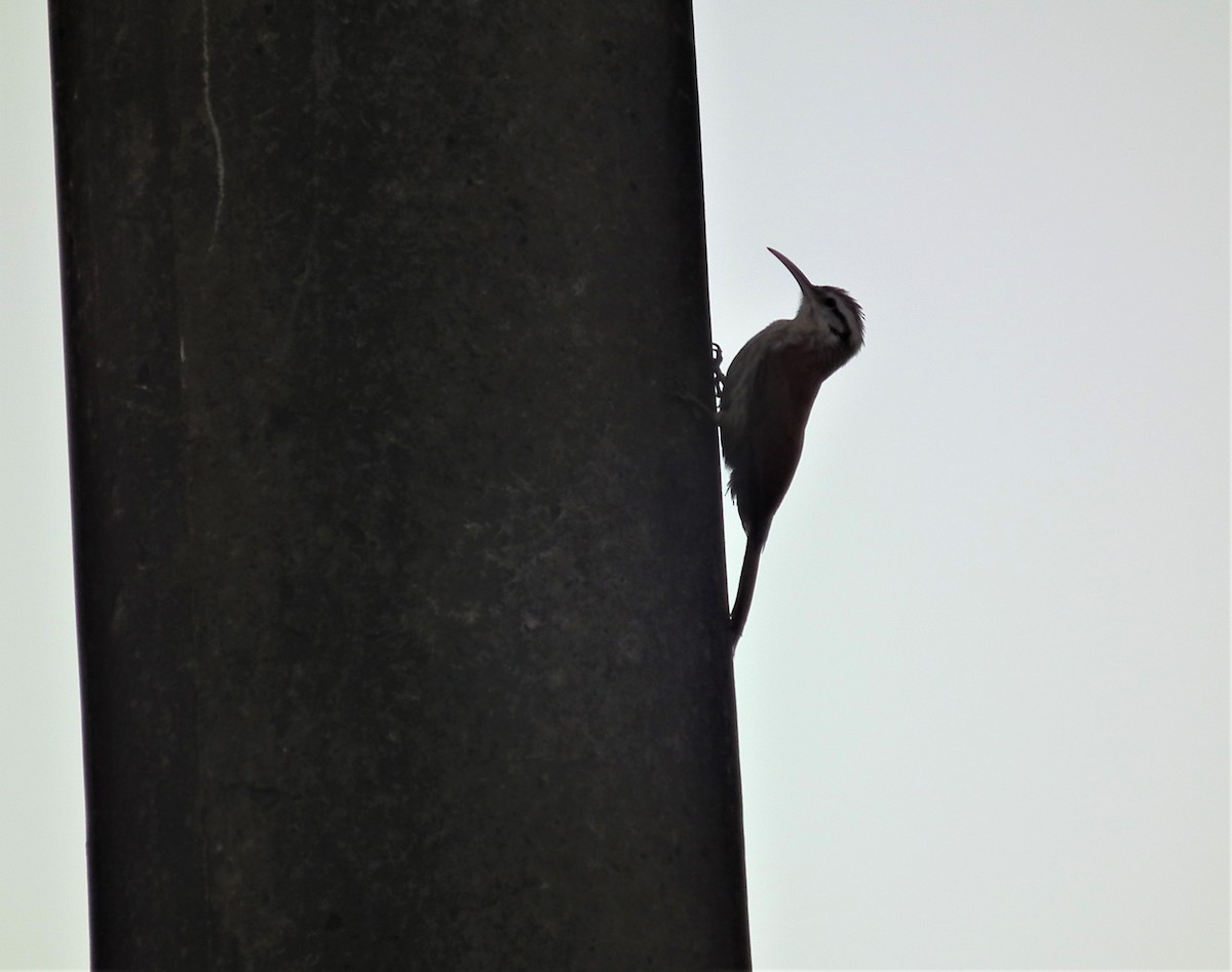 Narrow-billed Woodcreeper - ML612010087