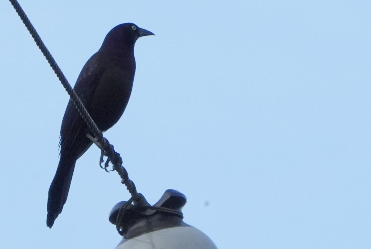 Common Grackle - ML612010098