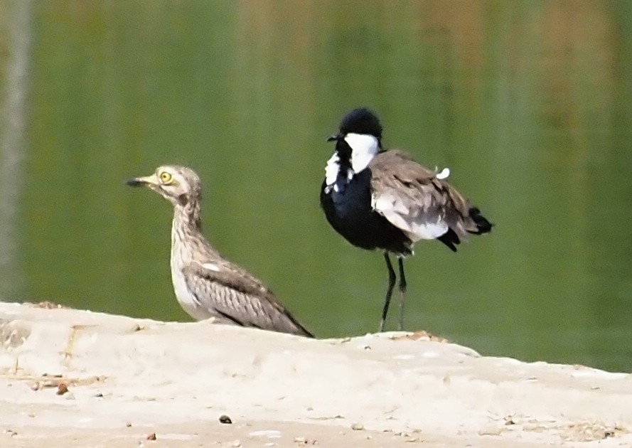 Senegal Thick-knee - ML612010100