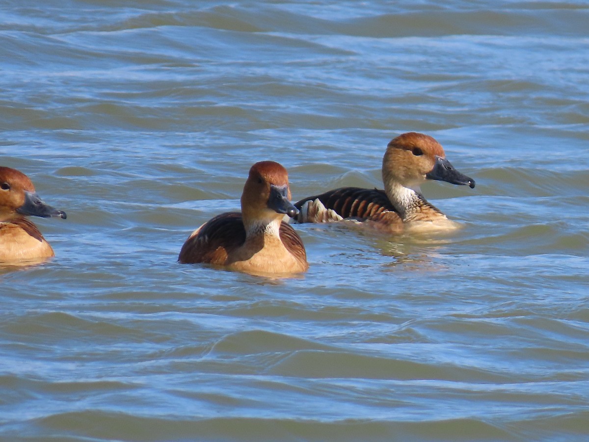 eBird Checklist 8 Dec 2023 Harlingen Sports Complex 12 species