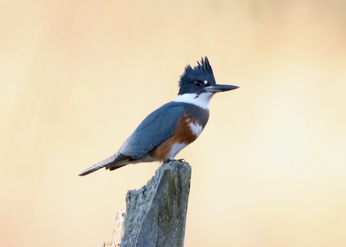 Belted Kingfisher - ML612010210