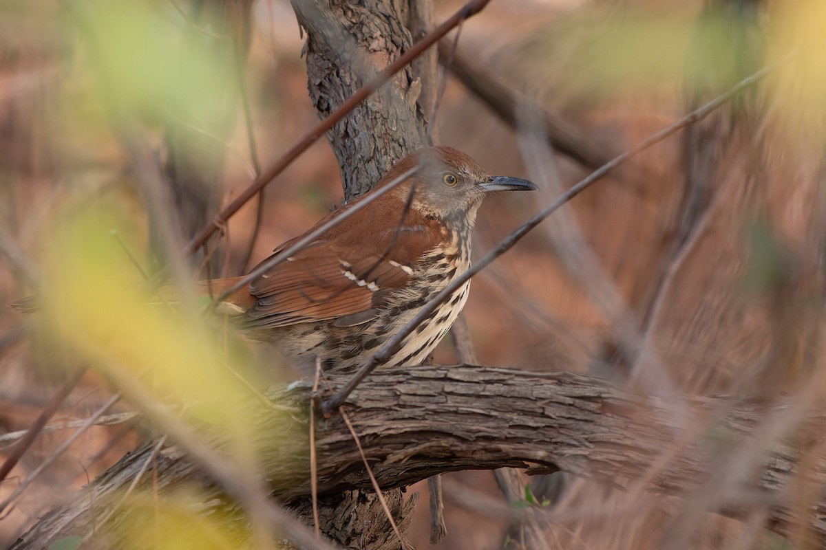 Brown Thrasher - ML612010565