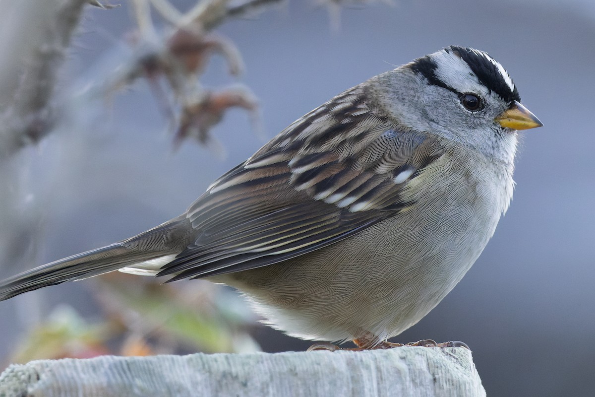 White-crowned Sparrow - ML612010930
