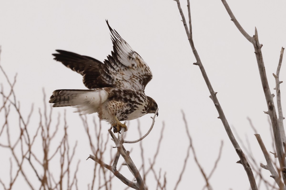 Red-tailed Hawk - ML612011115