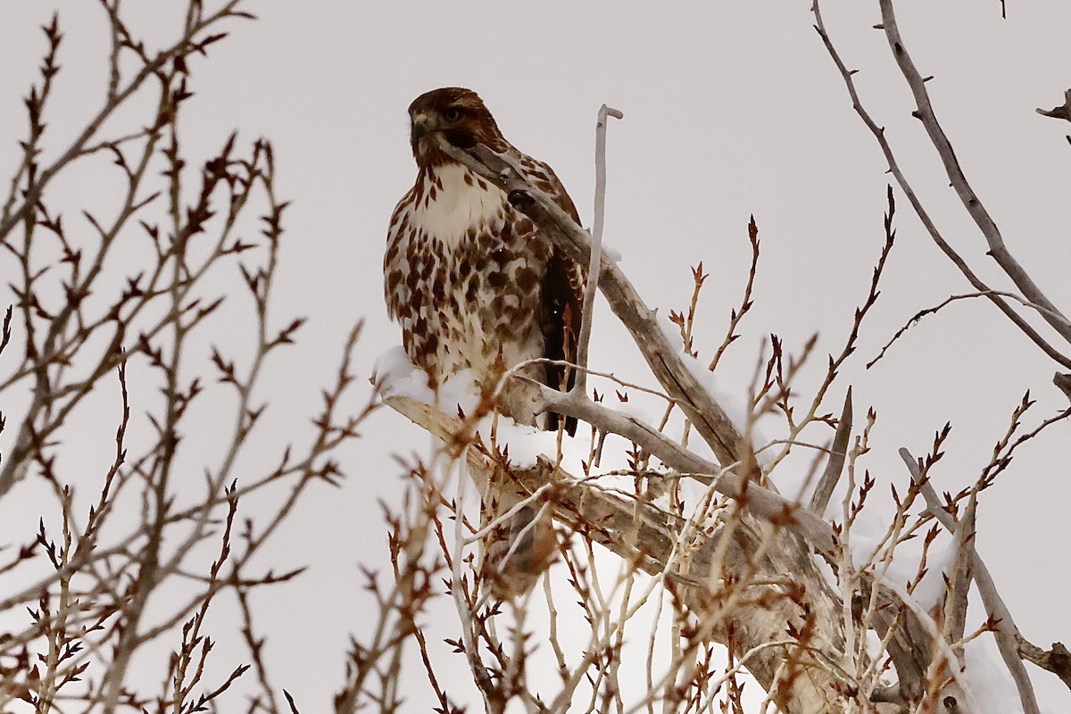 Red-tailed Hawk - ML612011116