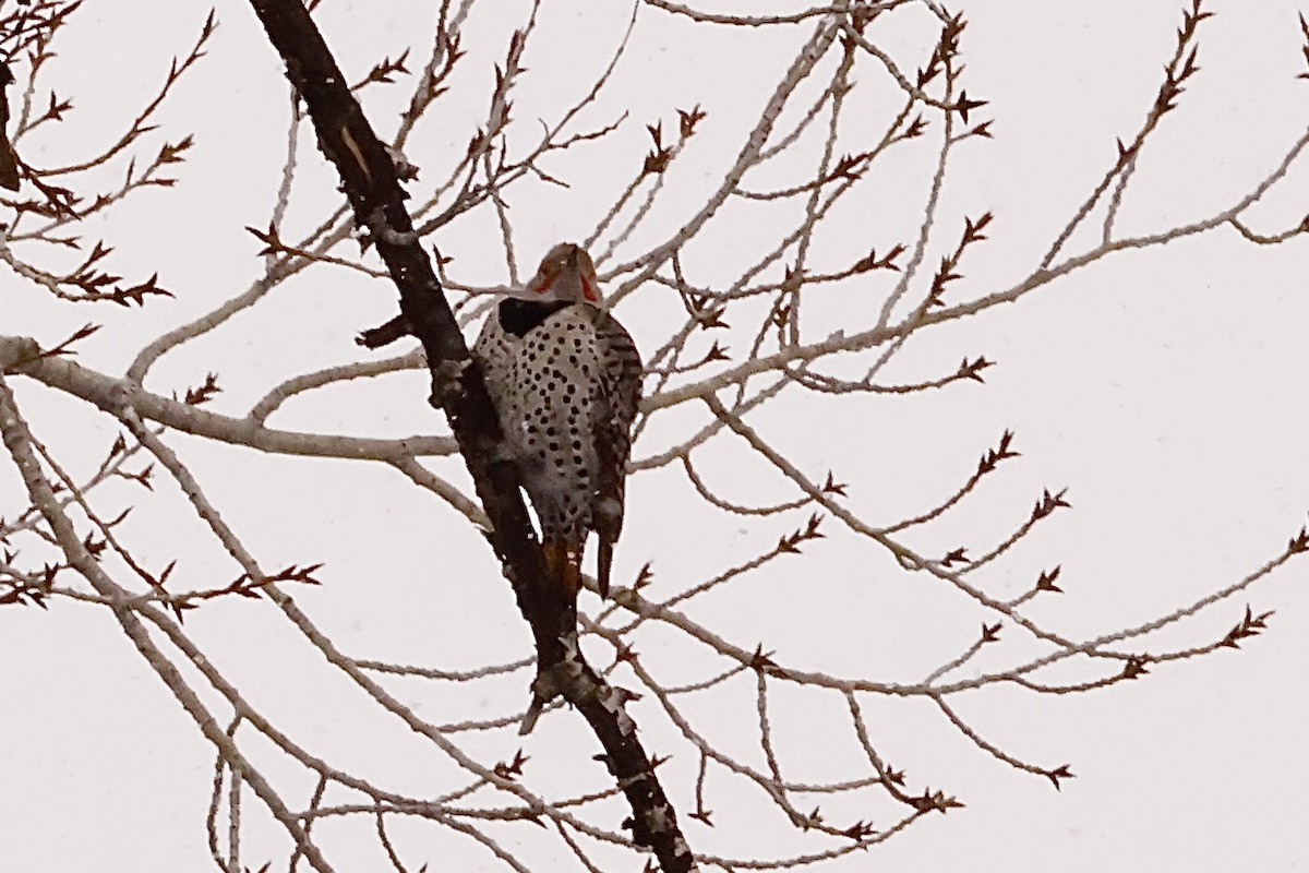 Northern Flicker (Red-shafted) - ML612011125