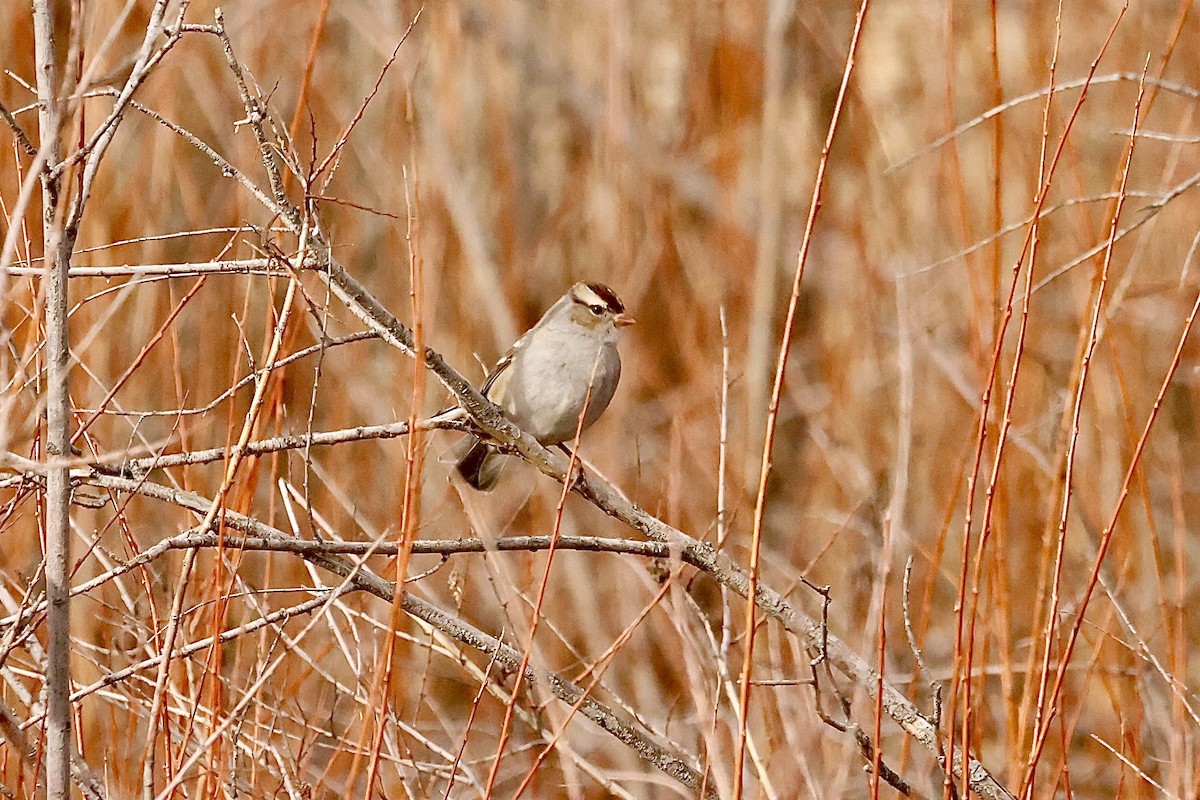 White-crowned Sparrow - ML612011140