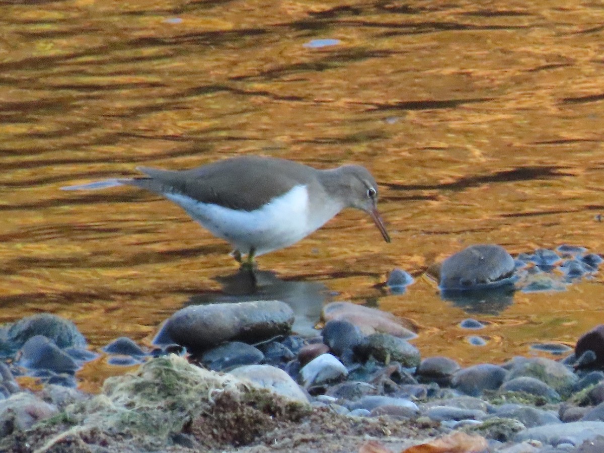 Spotted Sandpiper - Anne (Webster) Leight