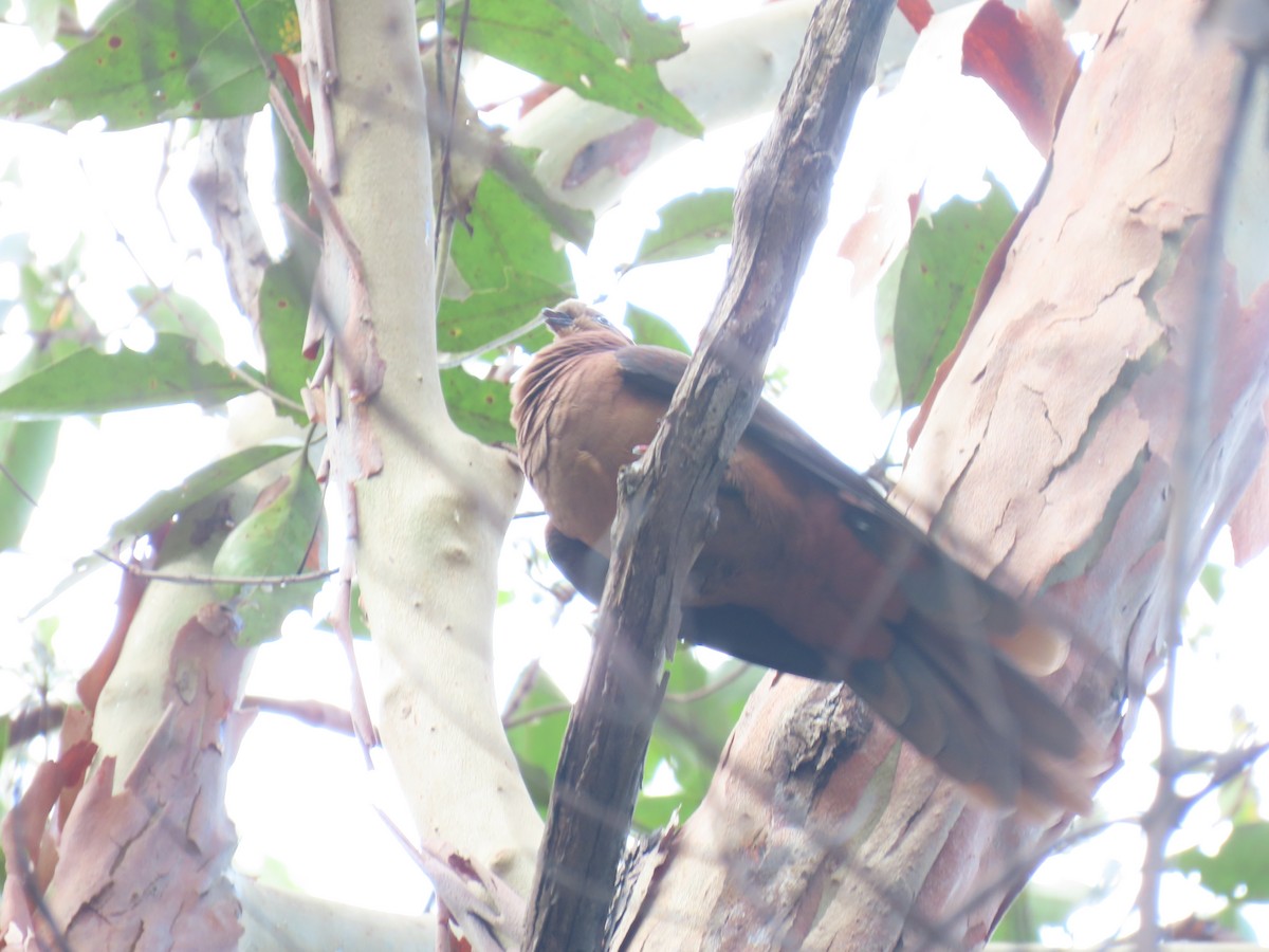 Brown Cuckoo-Dove - ML612011369